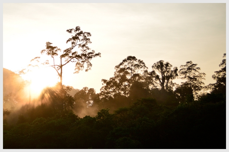 Selai Ripon Endau-Rompin Selai - Johor National Parks