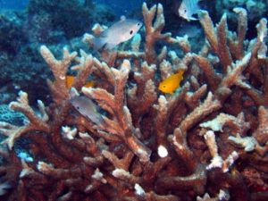 STAGHORN CORAL