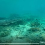 Scuba (15)