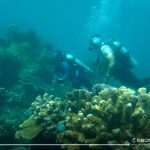 Scuba (19)